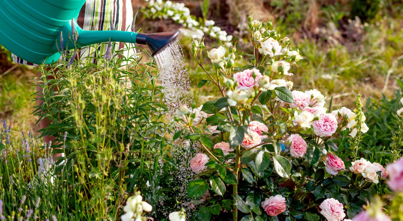 トップドレッシングシリーズ詳細ページ | マルタ小泉商事有限会社